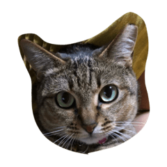 [LINEスタンプ] 鍵しっぽのちっぴ2