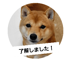 [LINEスタンプ] ゴン太さん③