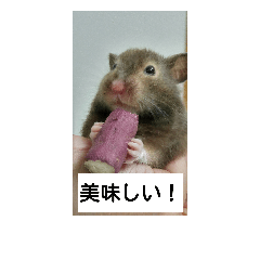 [LINEスタンプ] ハムスターらぶりん