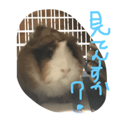 [LINEスタンプ] もるたろーの帰還