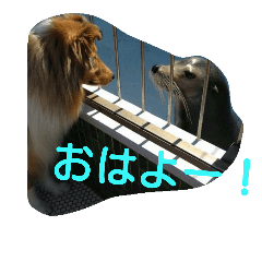 [LINEスタンプ] ラフコリーと仲間達