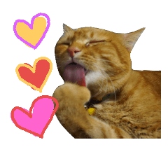 [LINEスタンプ] 茶トラ猫のブシくん。