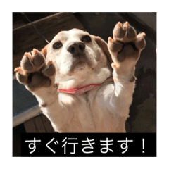[LINEスタンプ] ラッキー＆うずらーず