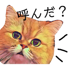 [LINEスタンプ] マイペースなチンチラ猫の日常会話