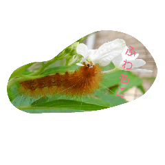 [LINEスタンプ] かわゆい虫さんたち