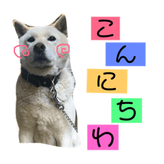 [LINEスタンプ] のんのワンコbyかいくん