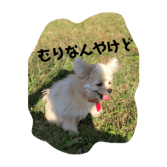 [LINEスタンプ] ベルの生活