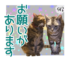 [LINEスタンプ] アメショとゴールデンのうちのこスタンプ