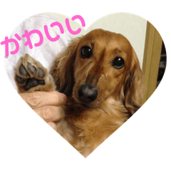 [LINEスタンプ] オタクのわんちゃんは茶色い犬ですね