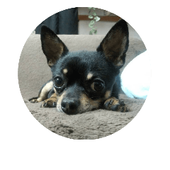 [LINEスタンプ] 愛犬クロ