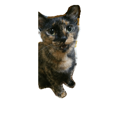 [LINEスタンプ] サビ猫なーたん