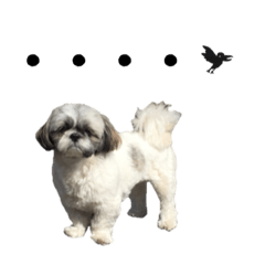 [LINEスタンプ] 駄犬翔ちゃん