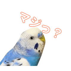 [LINEスタンプ] インコ好き
