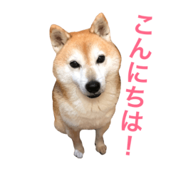 [LINEスタンプ] ハチとうに   2