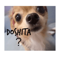 [LINEスタンプ] ポメチワleo