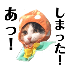 [LINEスタンプ] 三毛猫くーちゃんPart1