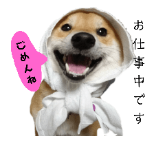 [LINEスタンプ] 柴犬 こたろう 2