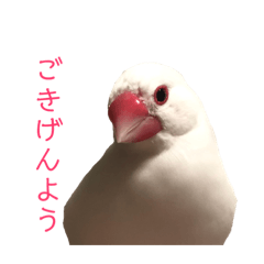 [LINEスタンプ] 白文鳥のピッピ