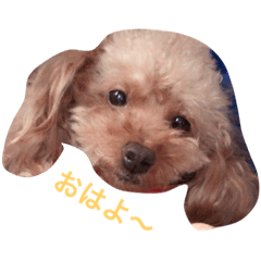 [LINEスタンプ] トイプードルのチェリー