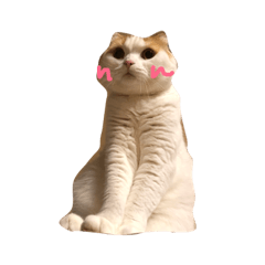 [LINEスタンプ] 実写猫スコティッシュフォールド