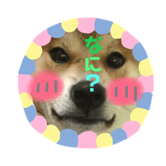 [LINEスタンプ] ポコ太の挨拶スタンプ