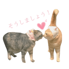 [LINEスタンプ] スコとロシアンブルー②