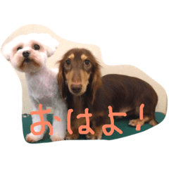 [LINEスタンプ] マルチーズとダックス