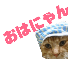 [LINEスタンプ] 猫が色々しゃべります6