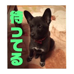 [LINEスタンプ] 甲斐犬MIX  キーたん