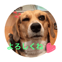 [LINEスタンプ] エアロと仲間たち