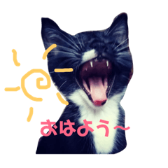 [LINEスタンプ] リクとソラのあいさつスタンプ