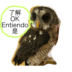[LINEスタンプ] フクロウさんの毎日トーク