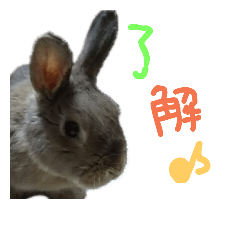 [LINEスタンプ] かわいい うさぎのらむ