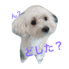 [LINEスタンプ] ジンロくんスタンプ♡