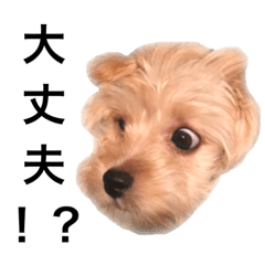 [LINEスタンプ] よしだりた君