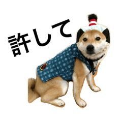 [LINEスタンプ] 柴犬チビ 日常会話