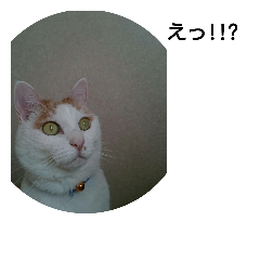 [LINEスタンプ] 猫のりーちゃん