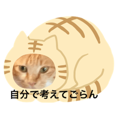 [LINEスタンプ] かえでかのん