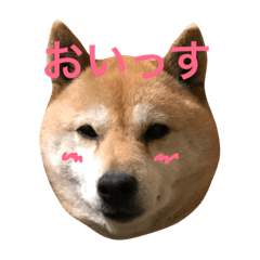 うちのワンコはさつき1