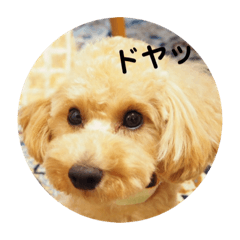 [LINEスタンプ] 愛犬ロッキー