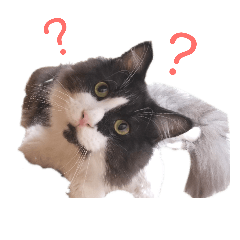 [LINEスタンプ] メインクーンのロン君