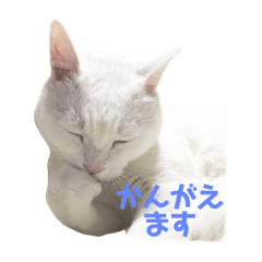 [LINEスタンプ] おじいちゃん猫スタンプ