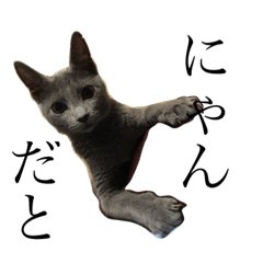[LINEスタンプ] megumalさんちの犬猫