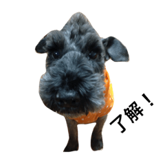 [LINEスタンプ] おばっちdog