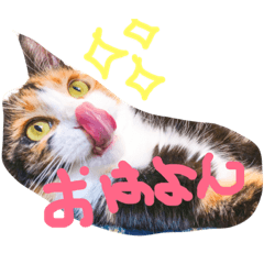 [LINEスタンプ] ひまとこま