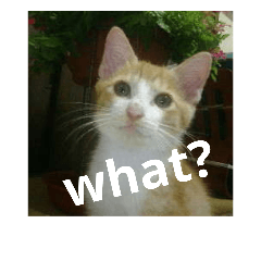 [LINEスタンプ] 猫が色々しゃべります3