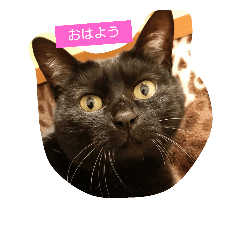 [LINEスタンプ] 黒猫みぃーたん