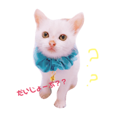 [LINEスタンプ] 白猫のゆずちゃんスタンプ