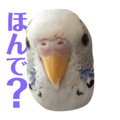[LINEスタンプ] インコのみなみ＆ぽぽ