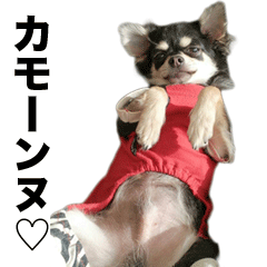 [LINEスタンプ] とめ吉の日常パート2